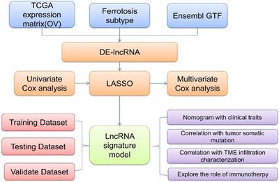 Ferroptosis-Related Long Noncoding RNAs as Prognostic Biomarkers for Ovarian Cancer